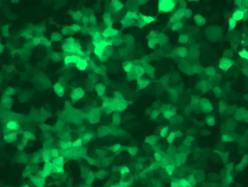 HEK293 cells with Dox