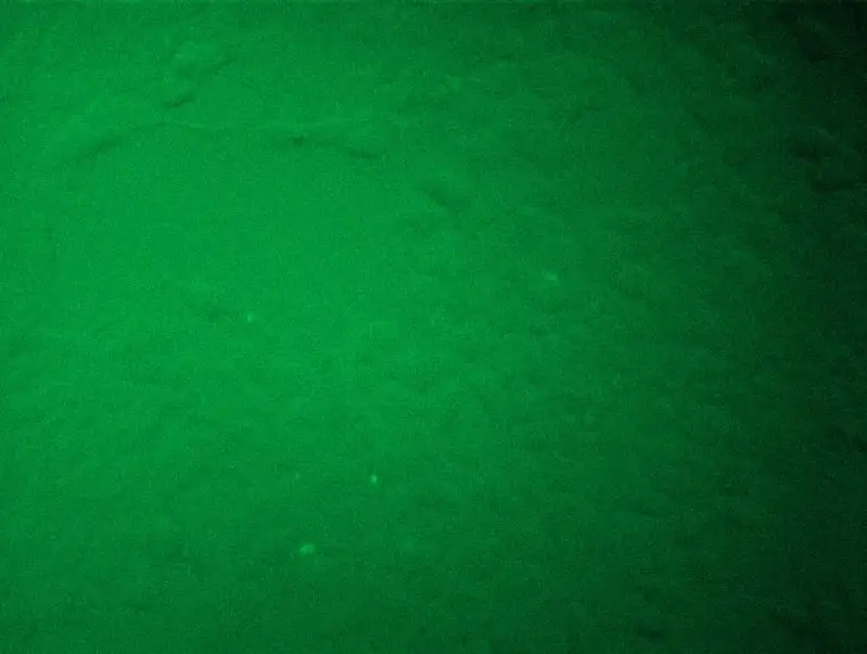 HEK293 cells without Dox