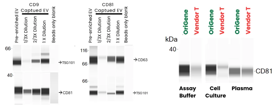 Graph ev-markers-and-cd81-enrichment