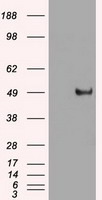 Western Blot: SMN Antibody (2B1) [TA336277] - Western blot analysis of SMN expression in 1) HeLa, 2) NTera2, 3) HepG2, 4) MCF7, 5) NIH 3T3, 6) PC12 and 7) COS7 whole cell lysates.