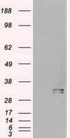 Western Blot: Actin Antibody (mAbGEa) [TA336491] - Western blot analysis of Actin expression in 2) HeLa, 3) NTERA-2, 4) A431, 5) HepG2, 6) MCF7, 7) NIH-3T3, 8) PC-12 and 9) COS-7 whole cell lysates.