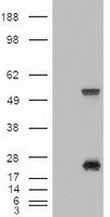 Western Blot: EBI3 Antibody (5P6G8) [TA336881] - Analysis using EBI3 antibody. Mouse EBI recombinant protein (A) and lysate from mouse kidney (B) probed with EBI3 antibody at 0.5 and 5 ug/ml, respectively. Goat anti-rat Ig HRP secondary antibody and PicoT