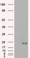 Western Blot: MCP1 Antibody (2D8) [TA336914] - Western blot analysis using MCP1 mAb against human MCP1 (AA: 1-99) recombinant protein. (Expected MW is 36.5 kDa)