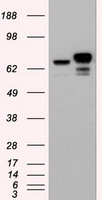 Western Blot: ROR gamma Antibody (4G419) [TA336971] - Analysis in A) human thymus lysate, B) transfected 293 cell lysate, and C) untransfected 293 cell lysate. Dilution: 5 ug/ml.