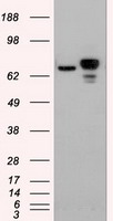 Western Blot: TLR9 Antibody (26C593.2) [TA337047] - analysis of TLR9 antibody in A) human PBMCs, B) human intestine, C) mouse intestine and D) rat intestine tissue lysates using this antibody at 3.0 ug/ml