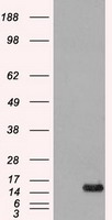 Western Blot of recombinant Histone H3.3 and Histone H3.1 proteins, A375, HEK293, HeLa and SK-MEL-2 whole cell lysates, using anti-human Histone H3 antibody at 0.025 ug/mL, showed a band of recombinant H3.1 and H3.3 proteins, and total histone H3 in A375,