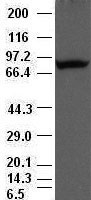 Western blot detection of beta actin in Hela, 3T3, COS7, CHO-k1 and Goat muscle cell lysates using beta actin mouse mAb (1:1500 diluted).Predicted band size:45KDa.Observed band size:45KDa.