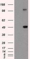 Figure 1. Elisa plate pre-coated by 2 ug/ml(100 ul/well) SARS-CoV-2 Spike S2 protein can bind Rabbit Anti-SARS-CoV-2 Spike S2 monoclonal antibody (clone:DM24) in a linear range of 1.9-250 ng/ml.