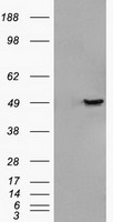 Figure 1. Elisa plate pre-coated by 2 ug/ml(100 ul/well) SARS-CoV-2 Spike S2 protein can bind Rabbit Anti-SARS-CoV-2 Spike S2 monoclonal antibody (clone:DM39) in a linear range of 0.32-40 ng/ml.