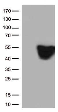 Figure 1. Elisa plate pre-coated by 2 ug/ml(100 ul/well) SARS-CoV-2 Spike S2 protein can bind Rabbit Anti-SARS-CoV-2 Spike S2 monoclonal antibody (clone:DM40) in a linear range of 0.32-40 ng/ml.