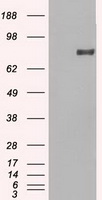 HEK293T cells were transfected with the pCMV6-ENTRY control (Left lane) or pCMV6-ENTRY PROM2 (RC211605, Right lane) cDNA for 48 hrs and lysed. Equivalent amounts of cell lysates (5 ug per lane) were separated by SDS-PAGE and immunoblotted with anti-PROM2. Positive lysates LY403405 (100ug) and LC403405 (20ug) can be purchased separately from OriGene.
