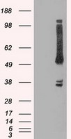 TA363838, Clone FN5O Biotin, human tonsil, frozen section
