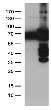 TA363853, Clone OX-62, rat spleen, frozen section