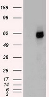 TA363863, Clone Ki-M9R Biotin, rat spleen, frozen section