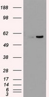 Western blot analysis of extracts from COLO205 cells, using AP-2 antibody.The lane on the right is treated with the synthesized peptide.