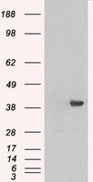 Western blot analysis of extracts from NIH/3T3 cells, treated with Serum (10%, 30mins), using Akt (Ab-450) antibody.The lane on the right is treated with the synthesized peptide.