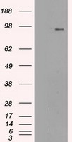 HEK293T cells were transfected with the pCMV6-ENTRY control (Left lane) or pCMV6-ENTRY NEUROG1 (RC207029, Right lane) cDNA for 48 hrs and lysed. Equivalent amounts of cell lysates (5 ug per lane) were separated by SDS-PAGE and immunoblotted with anti-NEUROG1. Positive lysates LY401855 (100 ug) and LC401855 (20 ug) can be purchased separately from OriGene.