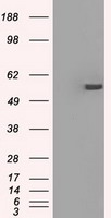 HEK293T cells were transfected with the pCMV6-ENTRY control (Left lane) or pCMV6-ENTRY SIGLEC9 (RC206674, Right lane) cDNA for 48 hrs and lysed. Equivalent amounts of cell lysates (5 ug per lane) were separated by SDS-PAGE and immunoblotted with anti-SIGLEC9. Positive lysates LY402335 (100 ug) and LC402335 (20 ug) can be purchased separately from OriGene.