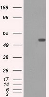 HEK293T cells were transfected with the pCMV6-ENTRY control (Left lane) or pCMV6-ENTRY MAPK1 (RC204703, Right lane) cDNA for 48 hrs and lysed. Equivalent amounts of cell lysates (5 ug per lane) were separated by SDS-PAGE and immunoblotted with anti-MAPK1. Positive lysates LY408481 (100 ug) and LC408481 (20 ug) can be purchased separately from OriGene.