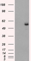HEK293T cells were transfected with the pCMV6-ENTRY control (Left lane) or pCMV6-ENTRY MAPK1 (RC204703, Right lane) cDNA for 48 hrs and lysed. Equivalent amounts of cell lysates (5 ug per lane) were separated by SDS-PAGE and immunoblotted with anti-MAPK1. Positive lysates LY408481 (100 ug) and LC408481 (20 ug) can be purchased separately from OriGene.