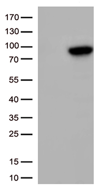 HEK293T cells transfected with either RC209939 overexpress plasmid (Red) or empty vector control plasmid (Blue) were immunostained by anti-GBP2 antibody (TA500657), and then analyzed by flow cytometry.