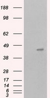Anti-RPA2 mouse monoclonal antibody (TA500765) immunofluorescent staining of COS7 cells transiently transfected by pCMV6-ENTRY RPA2 (RC205715).