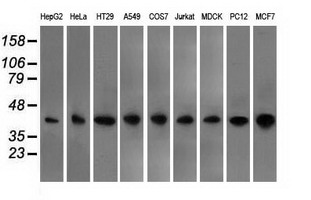 OriGene Antibody ta501164
