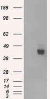 Western blot analysis of extracts from K562 cells, using DNL3 Antibody.The lane on the right is treated with the synthesized peptide.