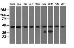 Western blot analysis of extracts (35ug) from 9 different cell lines by using anti-C9orf41 monoclonal antibody.