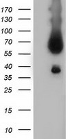 BTN1A1 Mouse Monoclonal Antibody (HRP conjugated) [Clone ID 