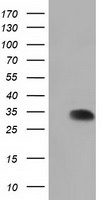 Anti-EFNA2 mouse monoclonal antibody (TA501461) immunofluorescent staining of COS7 cells transiently transfected by pCMV6-ENTRY EFNA2 (RC213728).