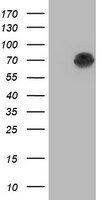 HEK293T cells were transfected with the pCMV6-ENTRY control (Left lane) or pCMV6-ENTRY NT5DC1 (RC211087, Right lane) cDNA for 48 hrs and lysed. Equivalent amounts of cell lysates (5 ug per lane) were separated by SDS-PAGE and immunoblotted with anti-NT5DC1. Positive lysates LY403486 (100 ug) and LC403486 (20 ug) can be purchased separately from OriGene.