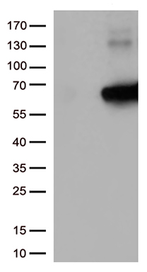 HEK293T cells transfected with either RC215256 overexpress plasmid (Red) or empty vector control plasmid (Blue) were immunostained by anti-GAS7 antibody (TA501756), and then analyzed by flow cytometry.