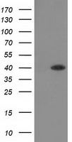 Anti-GAS7 mouse monoclonal antibody (TA501872) immunofluorescent staining of COS7 cells transiently transfected by pCMV6-ENTRY GAS7 (RC215256).