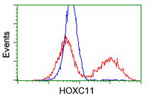 HEK293T cells were transfected with the pCMV6-ENTRY control (Left lane) or pCMV6-ENTRY C20orf43 (RC201652, Right lane) cDNA for 48 hrs and lysed. Equivalent amounts of cell lysates (5 ug per lane) were separated by SDS-PAGE and immunoblotted with anti-C20orf43. Positive lysates LY414003 (100 ug) and LC414003 (20 ug) can be purchased separately from OriGene.
