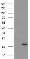 HEK293T cells were transfected with the pCMV6-ENTRY control (Left lane) or pCMV6-ENTRY C2orf40 (RC206239, Right lane) cDNA for 48 hrs and lysed. Equivalent amounts of cell lysates (5 ug per lane) were separated by SDS-PAGE and immunoblotted with anti-C2orf40. Positive lysates LY403168 (100ug) and LC403168 (20ug) can be purchased separately from OriGene.
