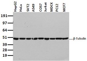 Western blot analysis of extracts (35ug) from 9 different cell lines by using anti-TUBB4 monoclonal antibody.