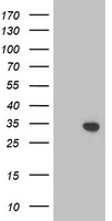 Western blot analysis of extracts from NIH/3T3 cells, using SEPT14 antibody.The lane on the right is treated with the synthesized peptide.