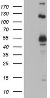 Anti-CDHR5 / MUPCDH antibody IHC of human small intestine. Immunohistochemistry of formalin-fixed, paraffin-embedded tissue after heat-induced antigen retrieval.