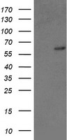 Anti-GLG1 antibody IHC of human spleen. Immunohistochemistry of formalin-fixed, paraffin-embedded tissue after heat-induced antigen retrieval.
