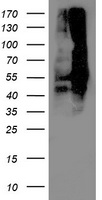 Anti-GPR78 antibody IHC of human placenta, villi. Immunohistochemistry of formalin-fixed, paraffin-embedded tissue after heat-induced antigen retrieval.