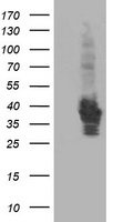 Anti-KCNMA1 antibody IHC of human breast, vessel. Immunohistochemistry of formalin-fixed, paraffin-embedded tissue after heat-induced antigen retrieval.