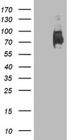 Anti-PTGES antibody IHC of human testis. Immunohistochemistry of formalin-fixed, paraffin-embedded tissue after heat-induced antigen retrieval.