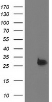 Anti-SLC44A2 antibody IHC of human kidney. Immunohistochemistry of formalin-fixed, paraffin-embedded tissue after heat-induced antigen retrieval.