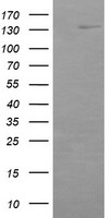 Anti-SLC7A2 antibody IHC of human pancreas. Immunohistochemistry of formalin-fixed, paraffin-embedded tissue after heat-induced antigen retrieval.