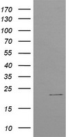 Anti-SURF4 antibody IHC of human kidney. Immunohistochemistry of formalin-fixed, paraffin-embedded tissue after heat-induced antigen retrieval.