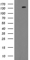 Anti-TM9SF3 antibody IHC of human skin. Immunohistochemistry of formalin-fixed, paraffin-embedded tissue after heat-induced antigen retrieval.