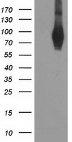 Anti-TMEM33 antibody IHC of human adrenal. Immunohistochemistry of formalin-fixed, paraffin-embedded tissue after heat-induced antigen retrieval.