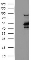 Anti-O3FAR1 / GPR120 antibody IHC of human colon. Immunohistochemistry of formalin-fixed, paraffin-embedded tissue after heat-induced antigen retrieval.