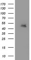 Anti-GPR137B antibody IHC of brain, neurons. Immunohistochemistry of formalin-fixed, paraffin-embedded tissue after heat-induced antigen retrieval. Antibody dilution 5-12ug/ml.